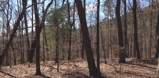 The woods enjoy the sunlight in early spring