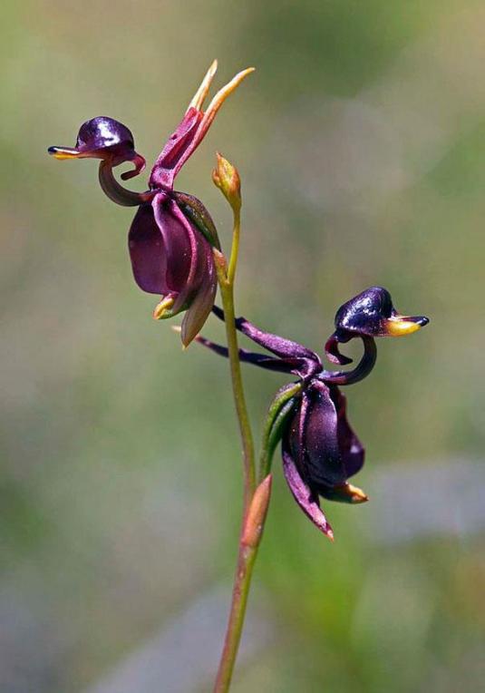 Flying Duck Orchid (Caleana Major)