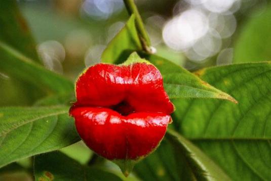 Hooker's Lips (Psychotria elata) 