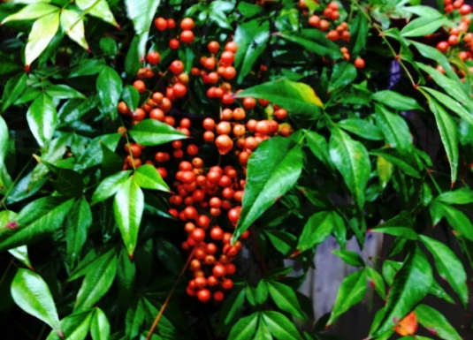 The nandina shows us survival, strength, and beauty.